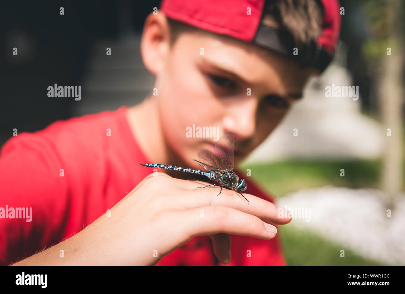 Close up of boy examinant une libellule qu'il tient dans sa main. Banque D'Images