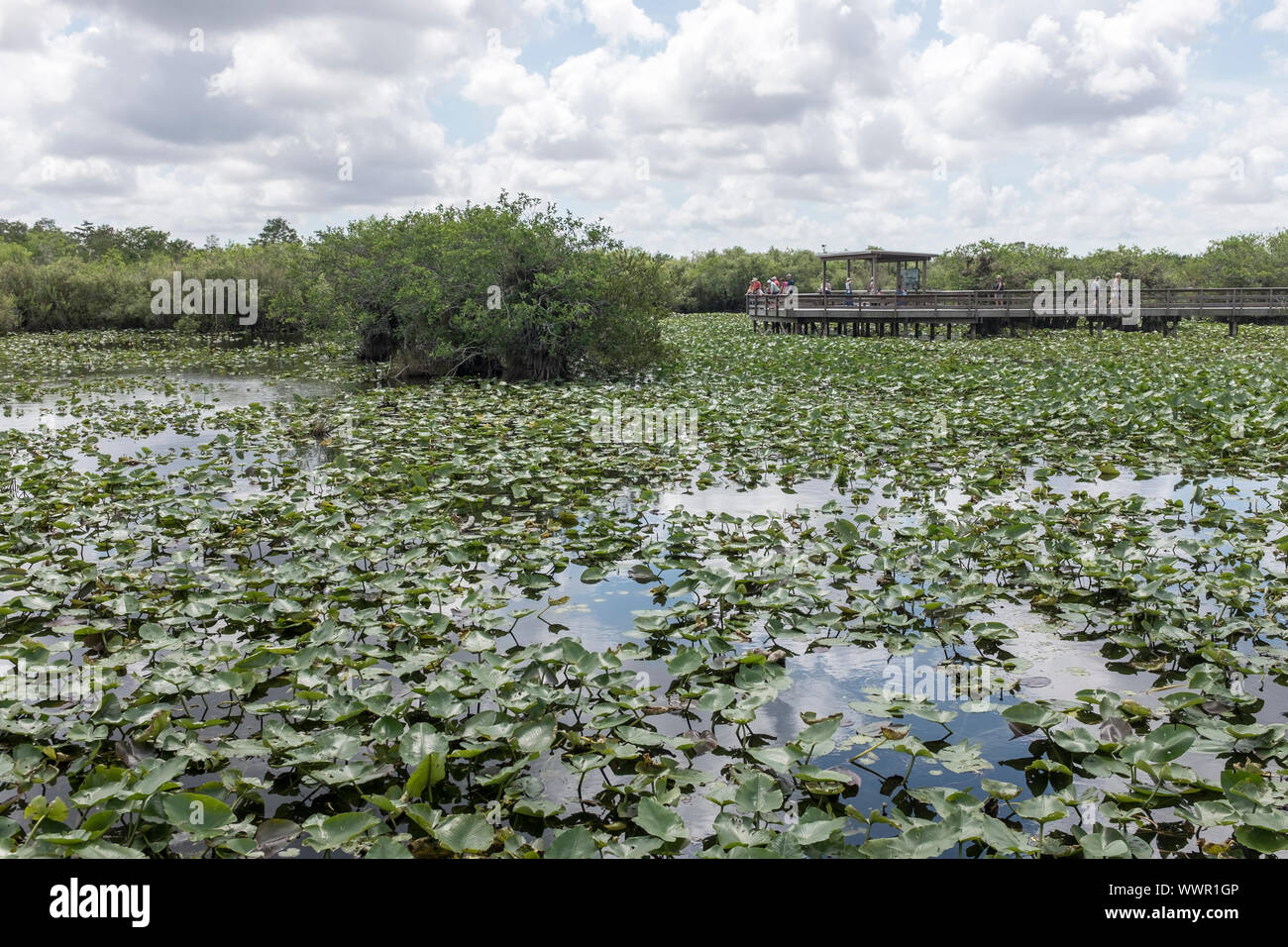 Une vue sur les terres humides dans le parc national des Everglades en Floride, USA Banque D'Images