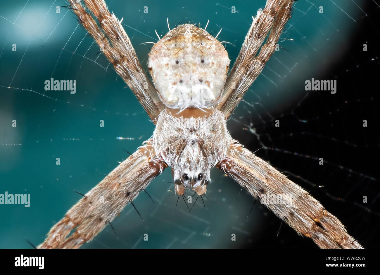 La macro photographie de St Andrew's Cross sur Spider isolé sur fond de Web Banque D'Images