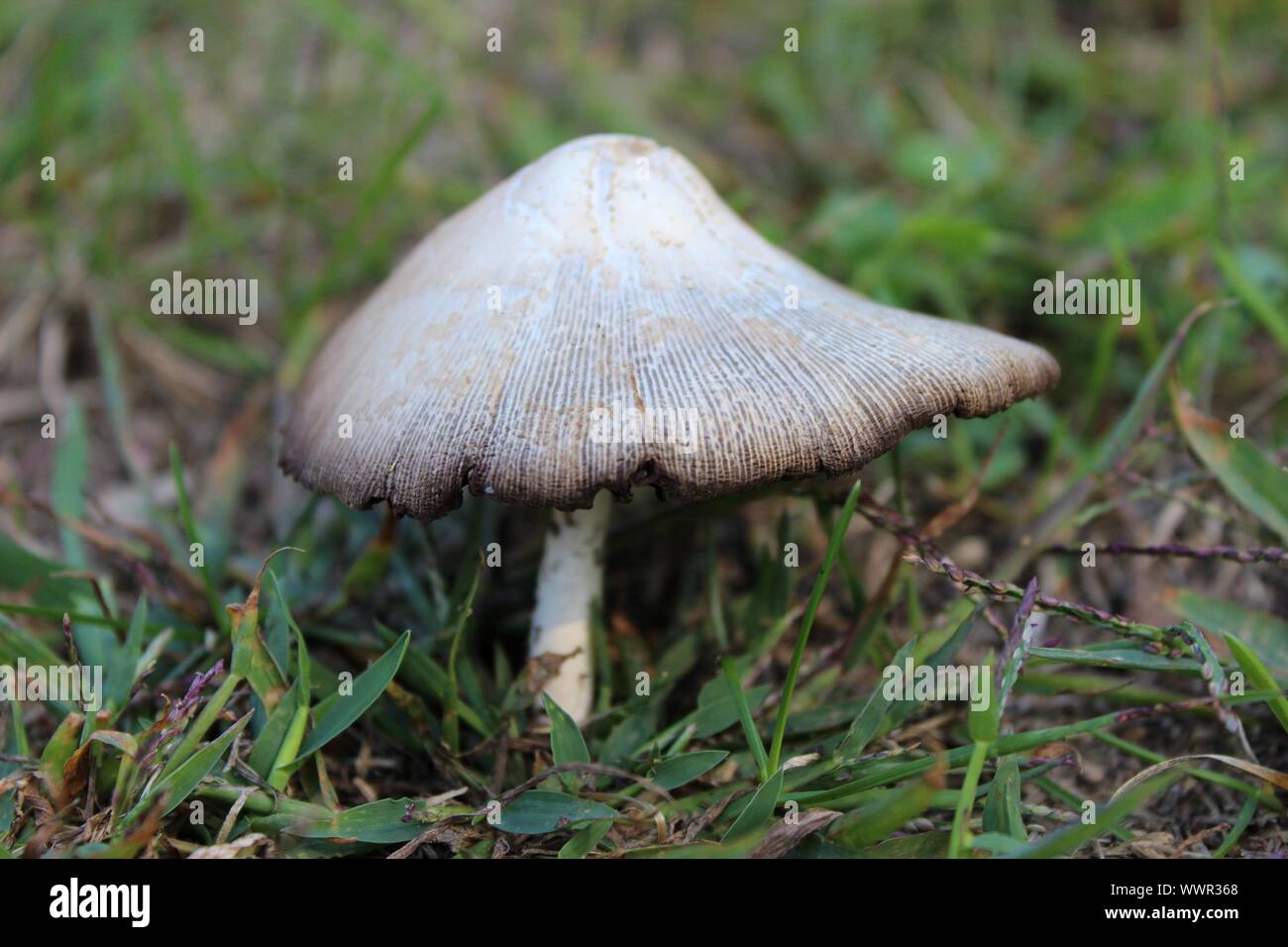 Une fée Toadstool dans l'herbe Banque D'Images