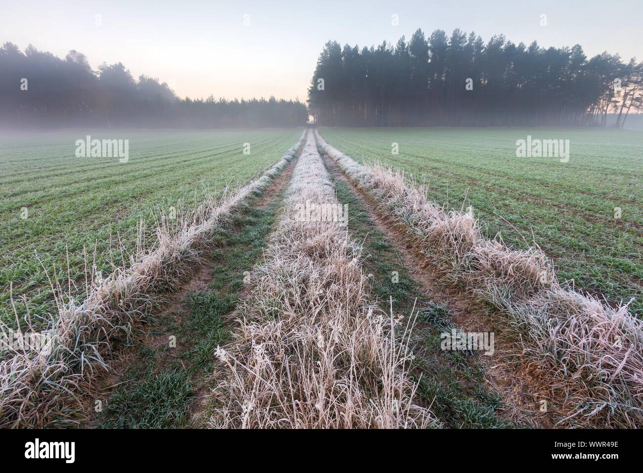 Beau paysage avec le gel d'automne au lever du soleil. Plantes sauvages surgelés sur meadow et chaude lumière du soleil à froid matin. Premiers signes Banque D'Images