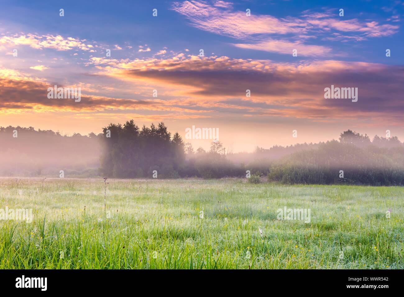Paysage animé avec foggy meadow en Pologne. Campagne avec wild meadow brumeux. Banque D'Images