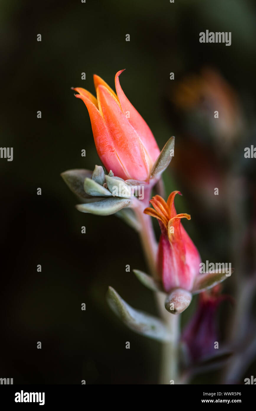 Rose fleurs succulentes Banque D'Images