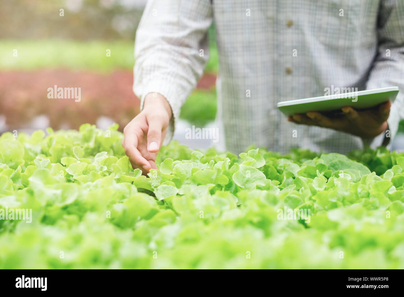 L'agriculture intelligente à l'aide de technologies modernes dans l'agriculture. Les jeunes agriculteurs à l'aide d'apps et agronome lecture tablette internet Formulaire de rapport. La technologie et de l'ag Banque D'Images