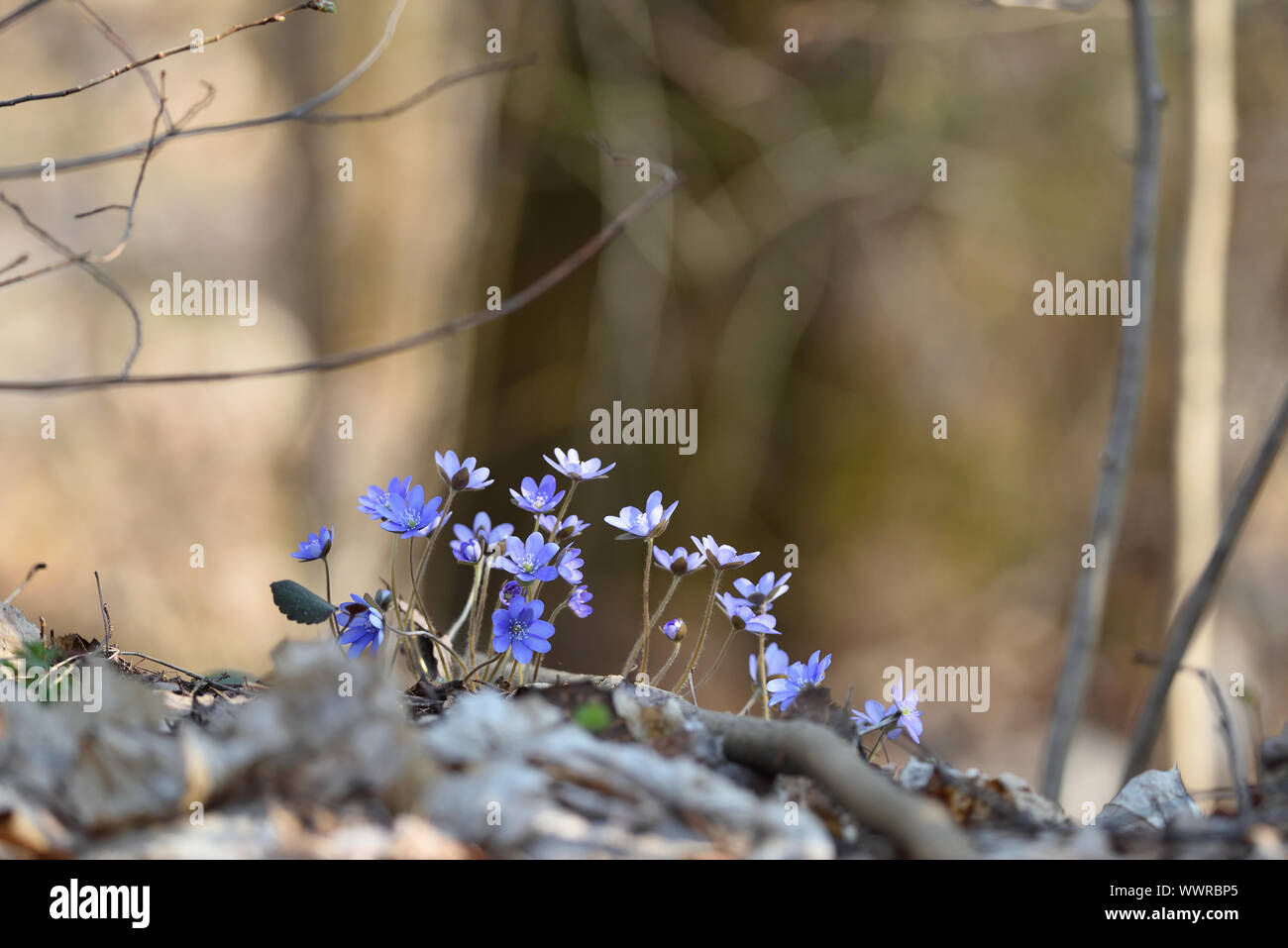 Hepatica Hepatica nobilis (noble), ou de taillis - la première fleurs du printemps dans la forêt, de l'Europe Banque D'Images