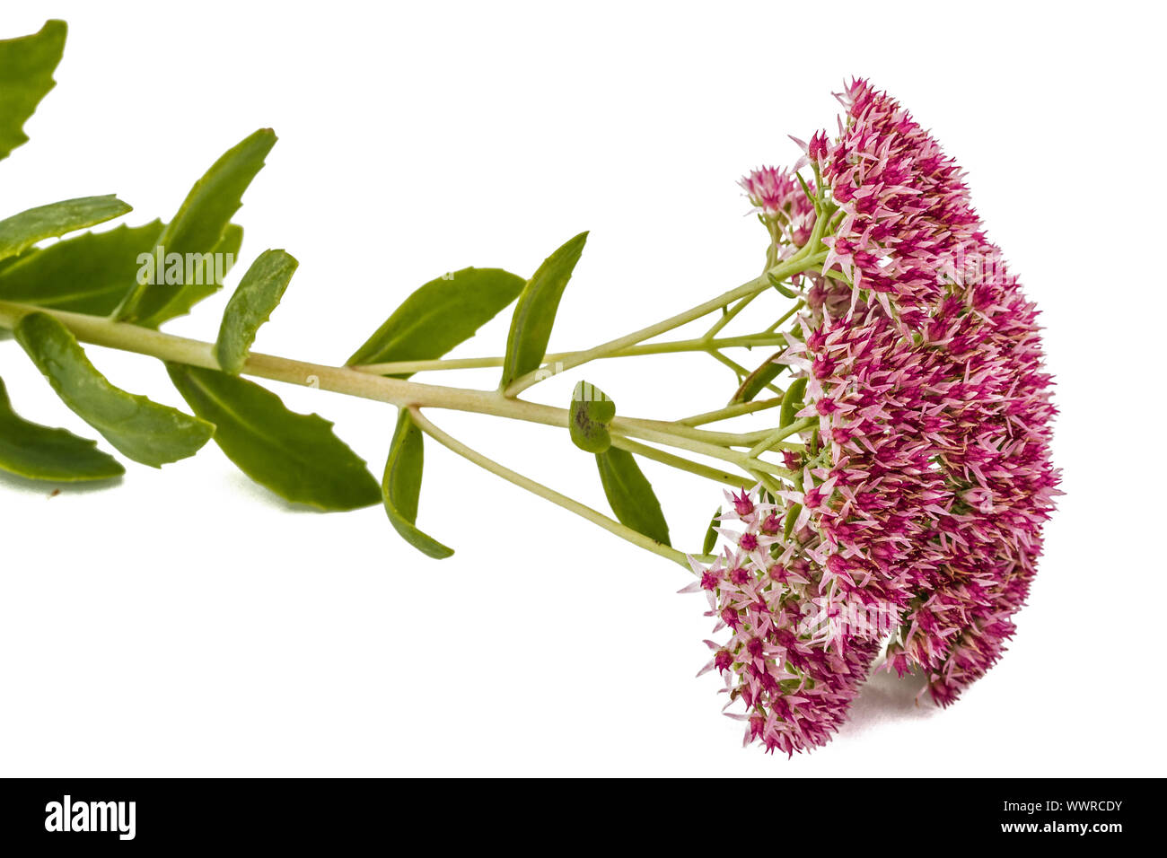 Inflorescence de fleurs stonecrop close-up, lat. Sedum spectabile, isolé sur fond blanc Banque D'Images