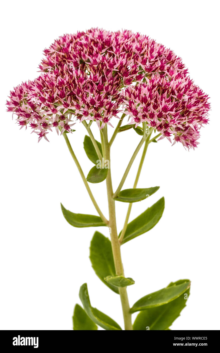 Inflorescence de fleurs stonecrop close-up, lat. Sedum spectabile, isolé sur fond blanc Banque D'Images