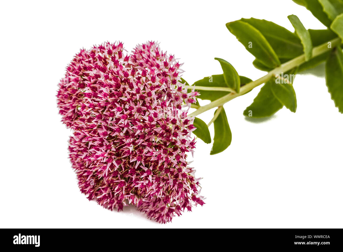 Inflorescence de fleurs stonecrop close-up, lat. Sedum spectabile, isolé sur fond blanc Banque D'Images