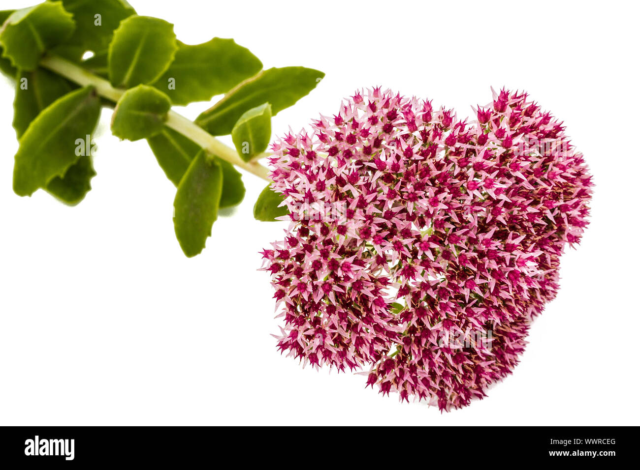 Inflorescence de fleurs stonecrop close-up, lat. Sedum spectabile, isolé sur fond blanc Banque D'Images