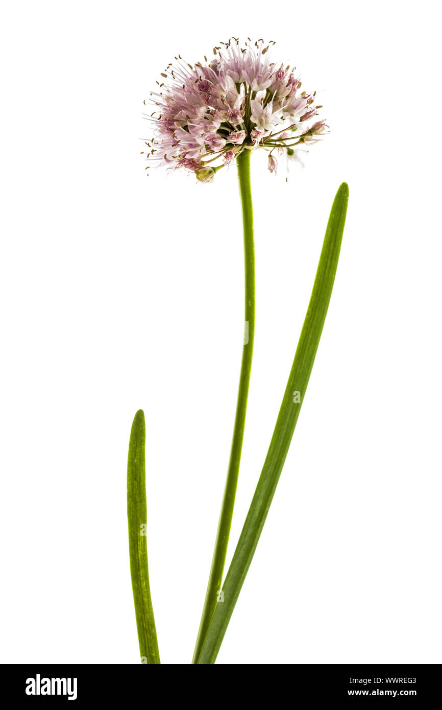 Inflorescence de boiseries ornementales oignon, Allium fleurs, isolé sur fond blanc Banque D'Images