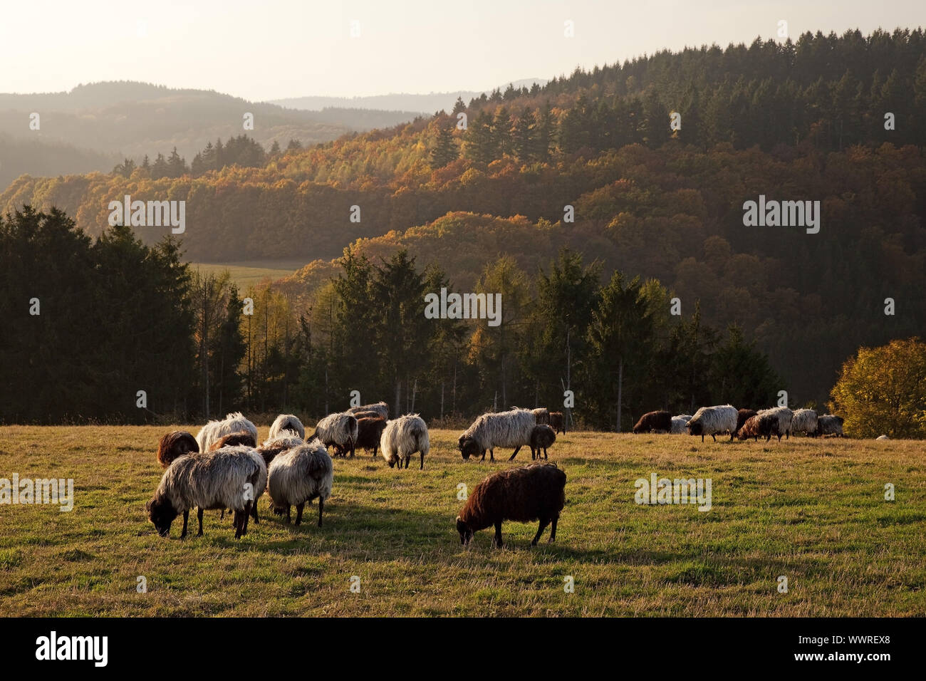 Les moutons domestiques sur pâturage élevé en automne, Daun, Eifel, Rhénanie-Palatinat, Allemagne, Europe Banque D'Images