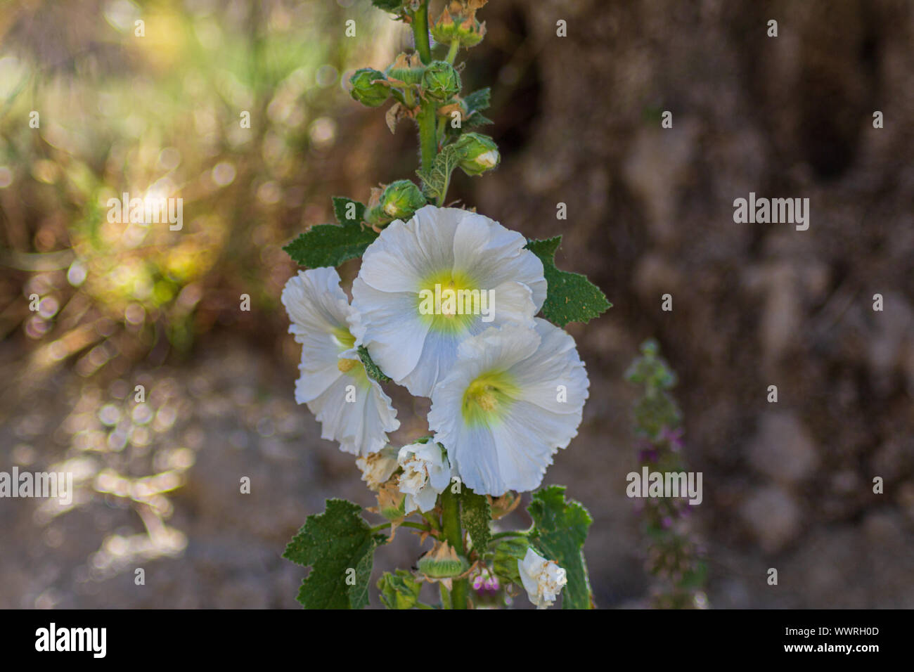 Alcea rosea Rose Trémière blanche avec fleurs, centre jaune Photo Stock -  Alamy