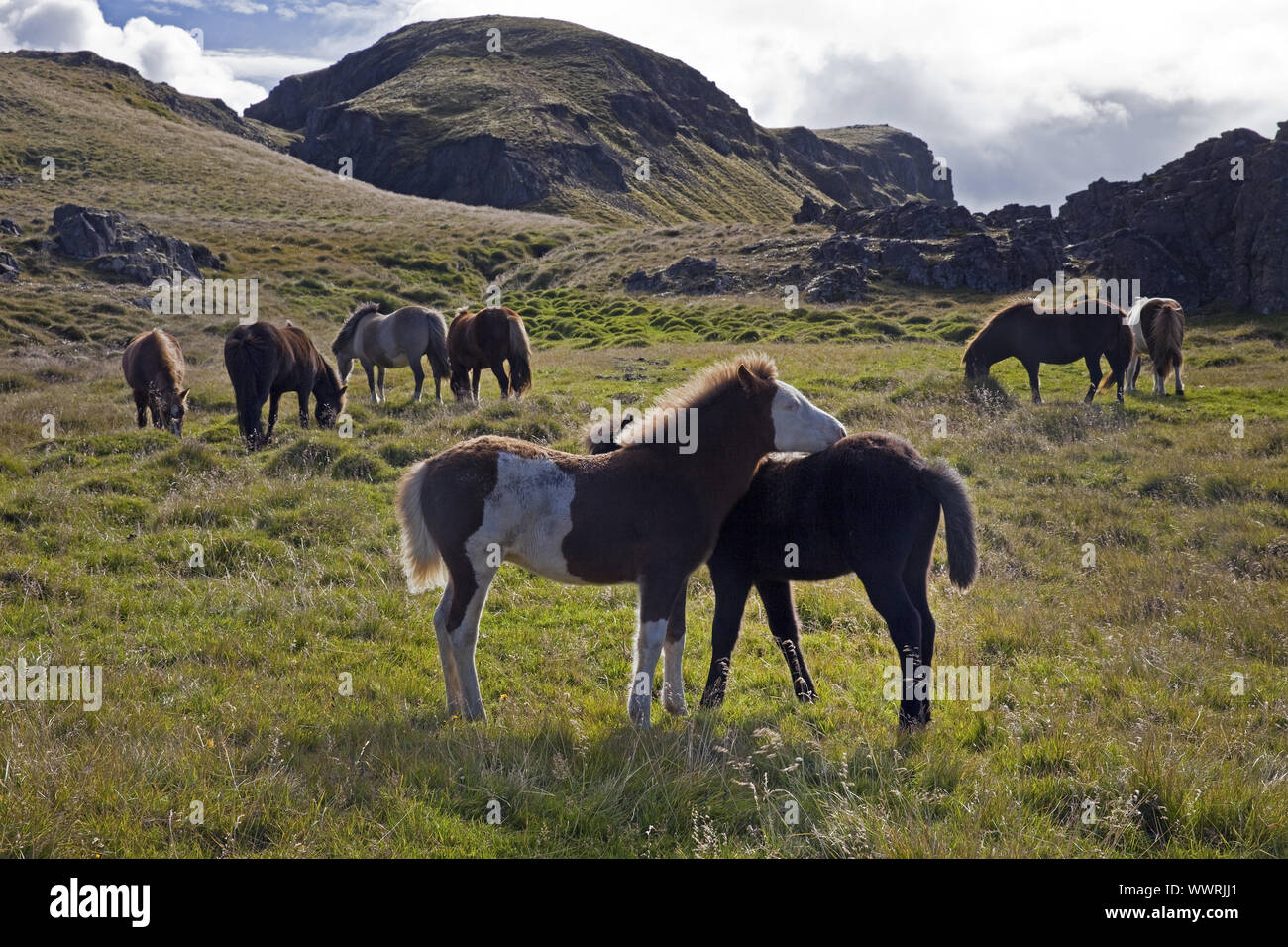 Islandic Horse, cheval islandais, Islande pony (Equus przewalskii f. caballus), chevaux sauvages, de l'Islande Banque D'Images