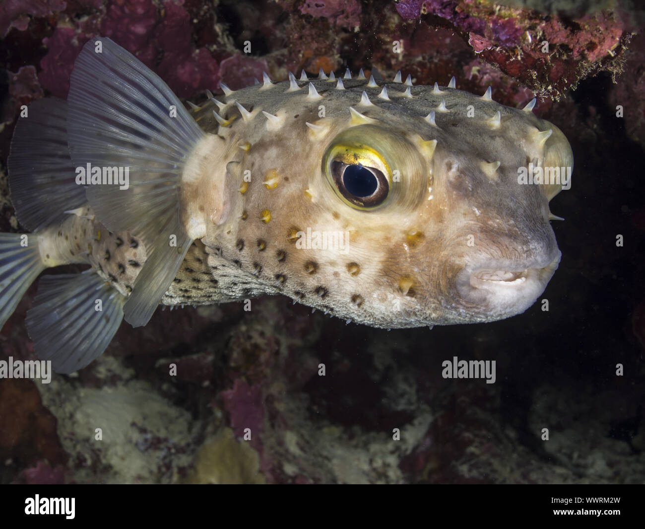 Yellowspotted burrfish Banque D'Images