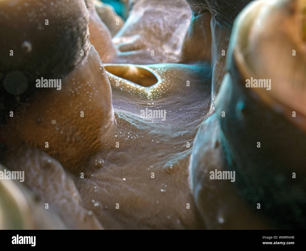 Palourde géante Banque D'Images