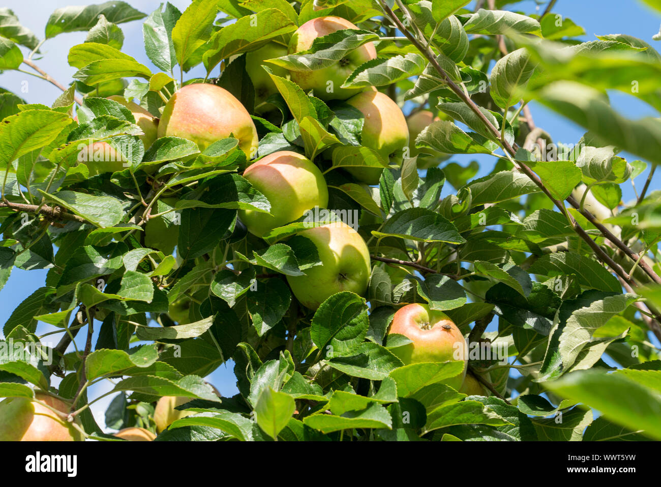 Herbstprinz Finkenwerder, pomme, variété ancienne, l'Allemagne, de l'Europe Banque D'Images