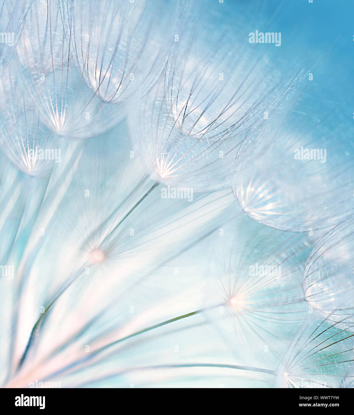 Pissenlit fleur bleu résumé arrière-plan, gros plan extrême avec soft focus, belle nature détails Banque D'Images