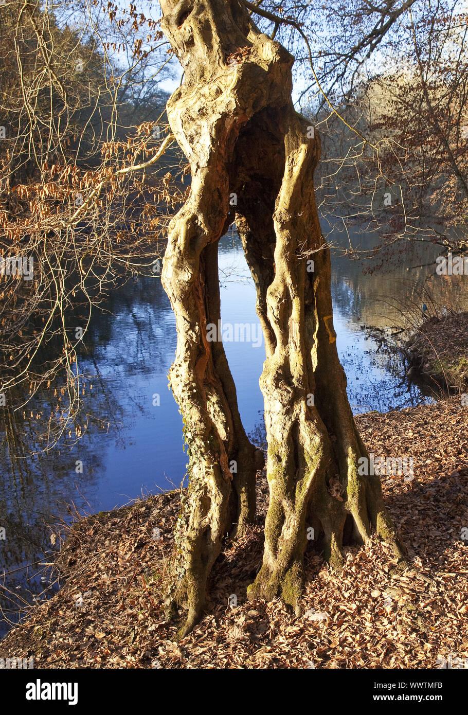 Arbre étrange à la rivière Wupper en automne, Solingen, région du Bergisches Land, Rhénanie du Nord-Westphalie, Allemagne Banque D'Images