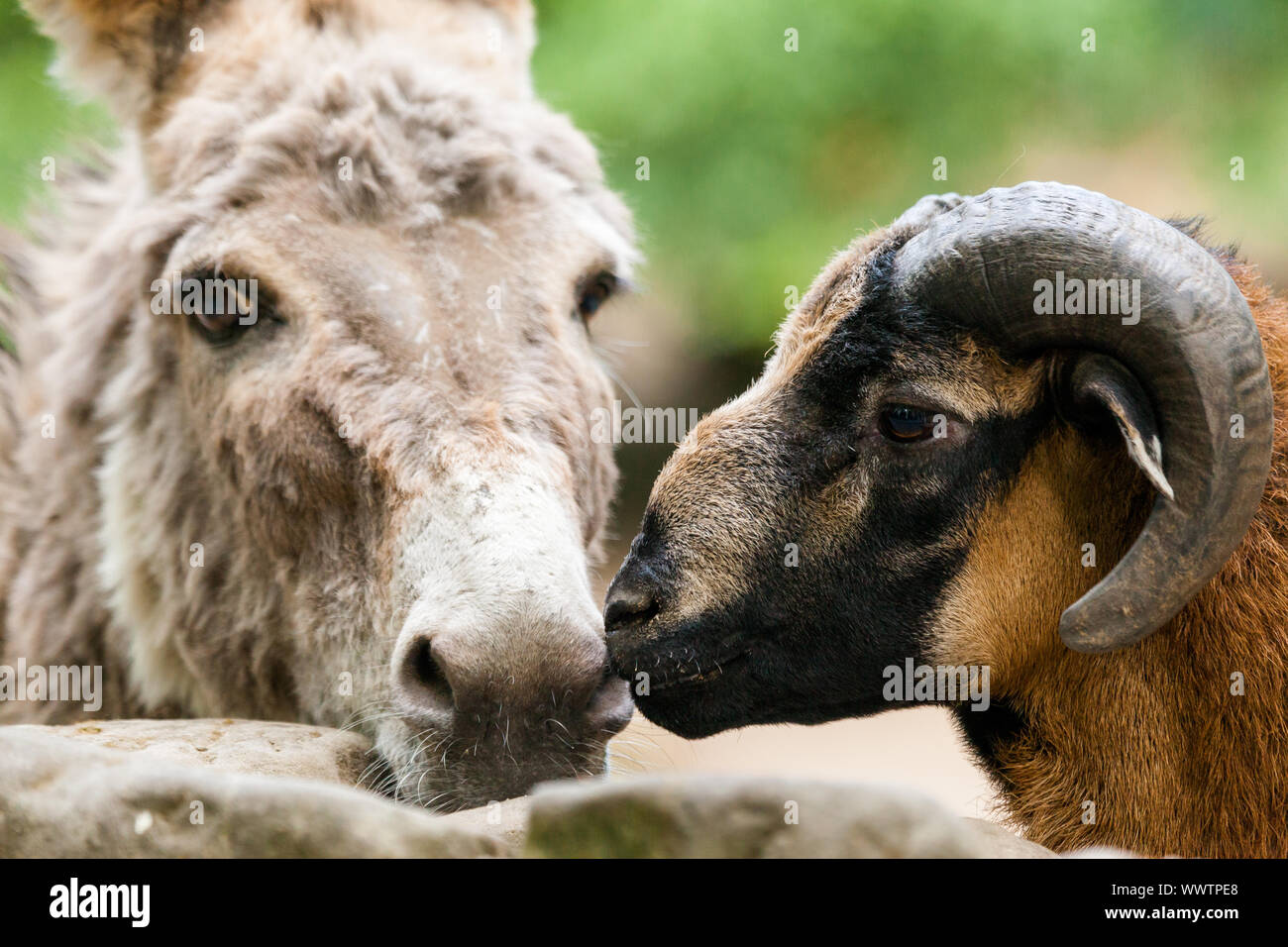 Amitiés animales le mouflon et l'âne Banque D'Images
