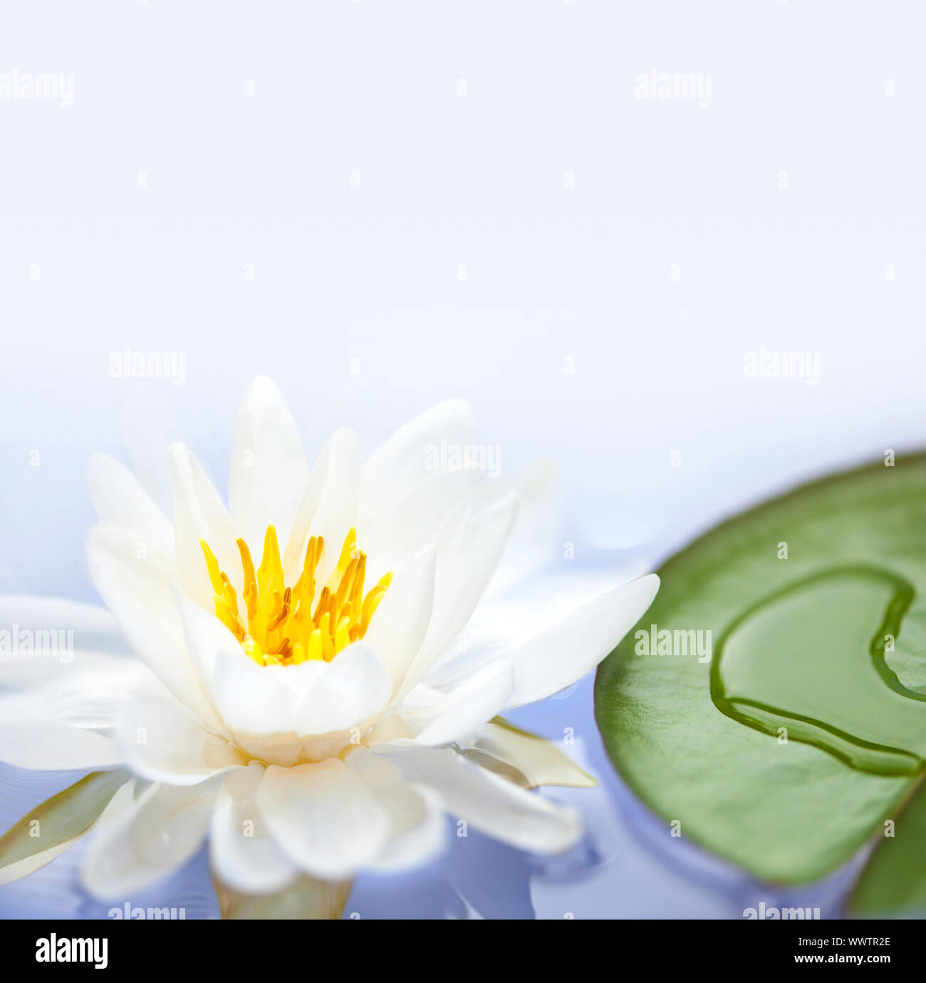 Fleur de lotus blanc ou de l'eau lily floating with copy space Banque D'Images