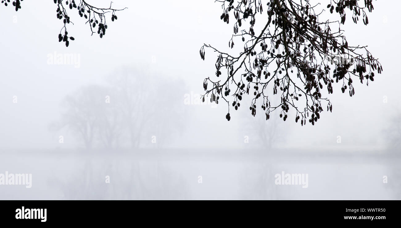 Pin noir d'Europe, l'aulne (Alnus) glutiosa direction générale, en hiver avec la brume, Allemagne Banque D'Images