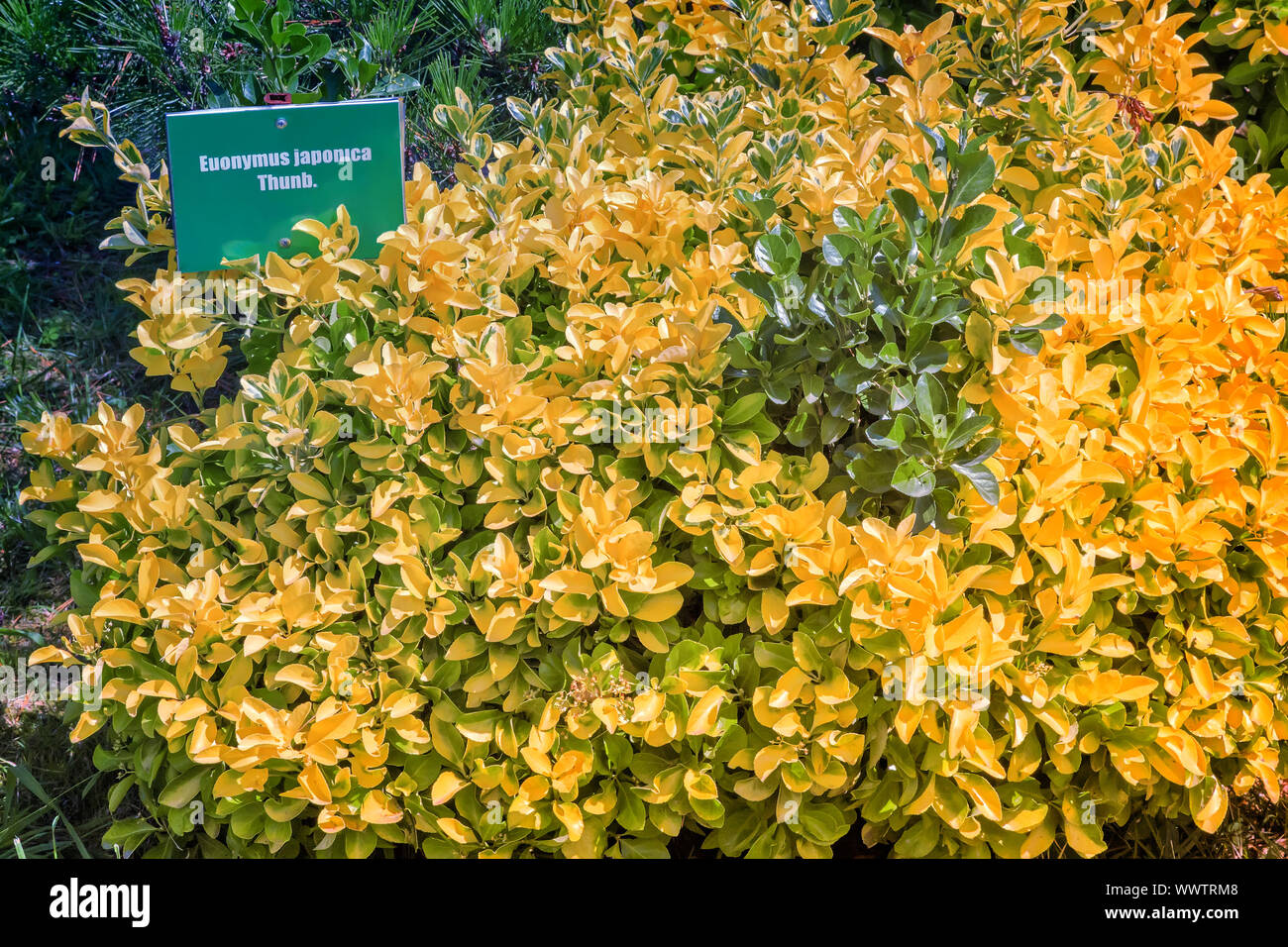 La fusée japonaise arbre dans l'arboretum de plantes tropicales. Banque D'Images