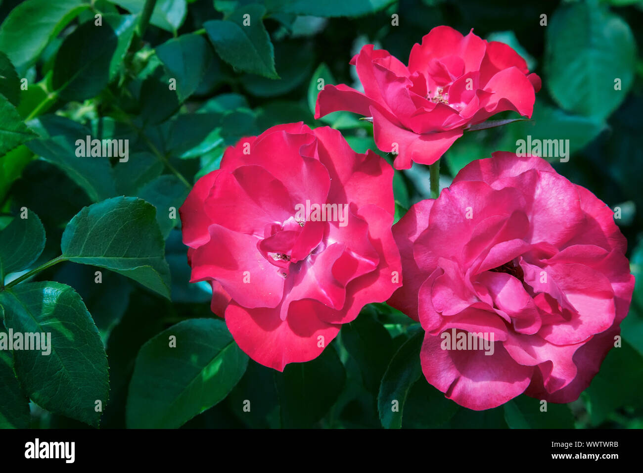 Belle floraison rose contre le vert des feuilles Banque D'Images