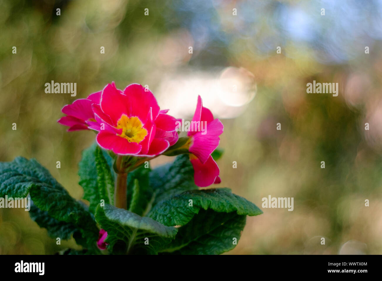 Fleur avec Bokeh Banque D'Images