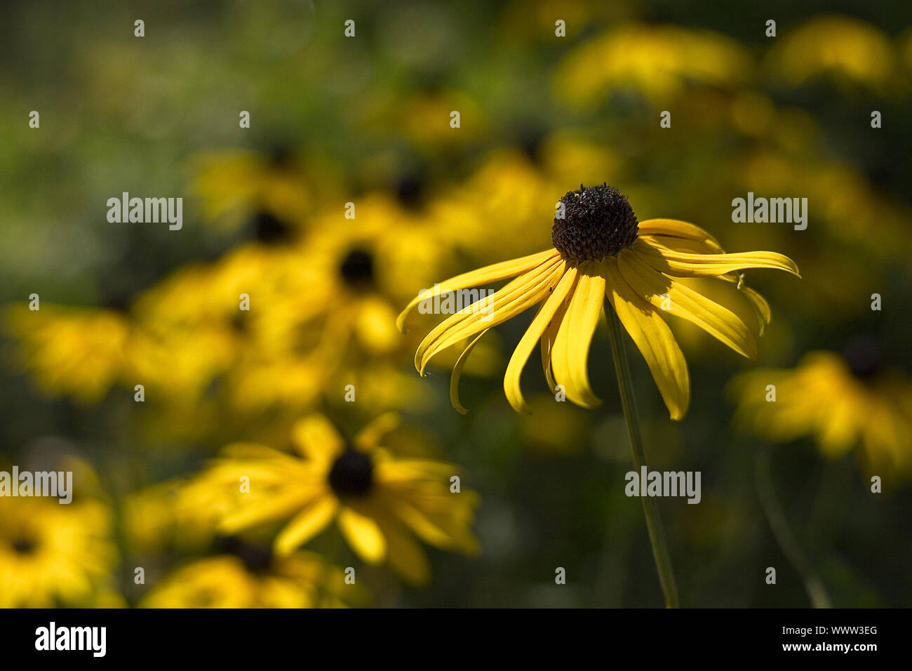 Sonchus Banque D'Images
