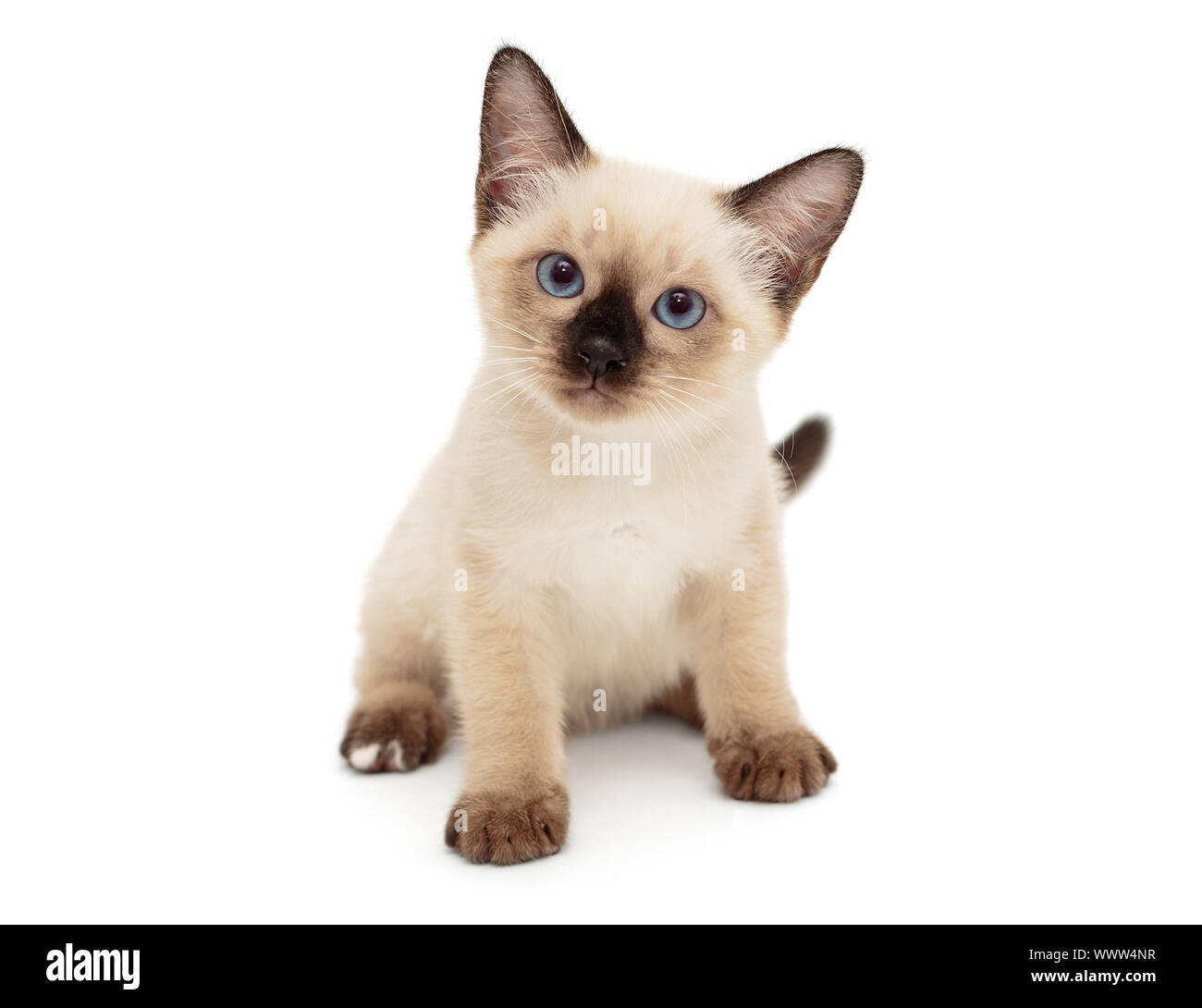 Siamois Blanc Banque D Image Et Photos Alamy Siamois Blanc Banque D Image Et Photos Alamy