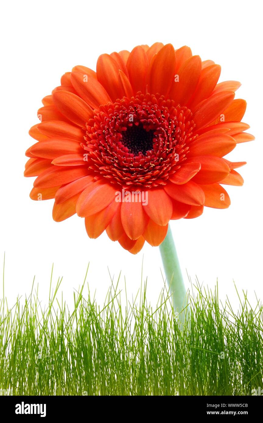 Carte d'anniversaire ou de voeux avec des fleurs et copyspace pour un textmessage Banque D'Images