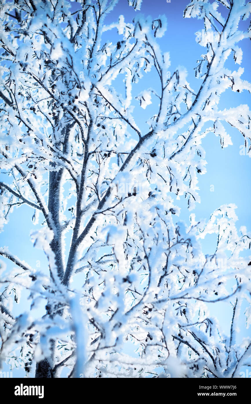 Les plantes étaient couverts de givre Banque D'Images