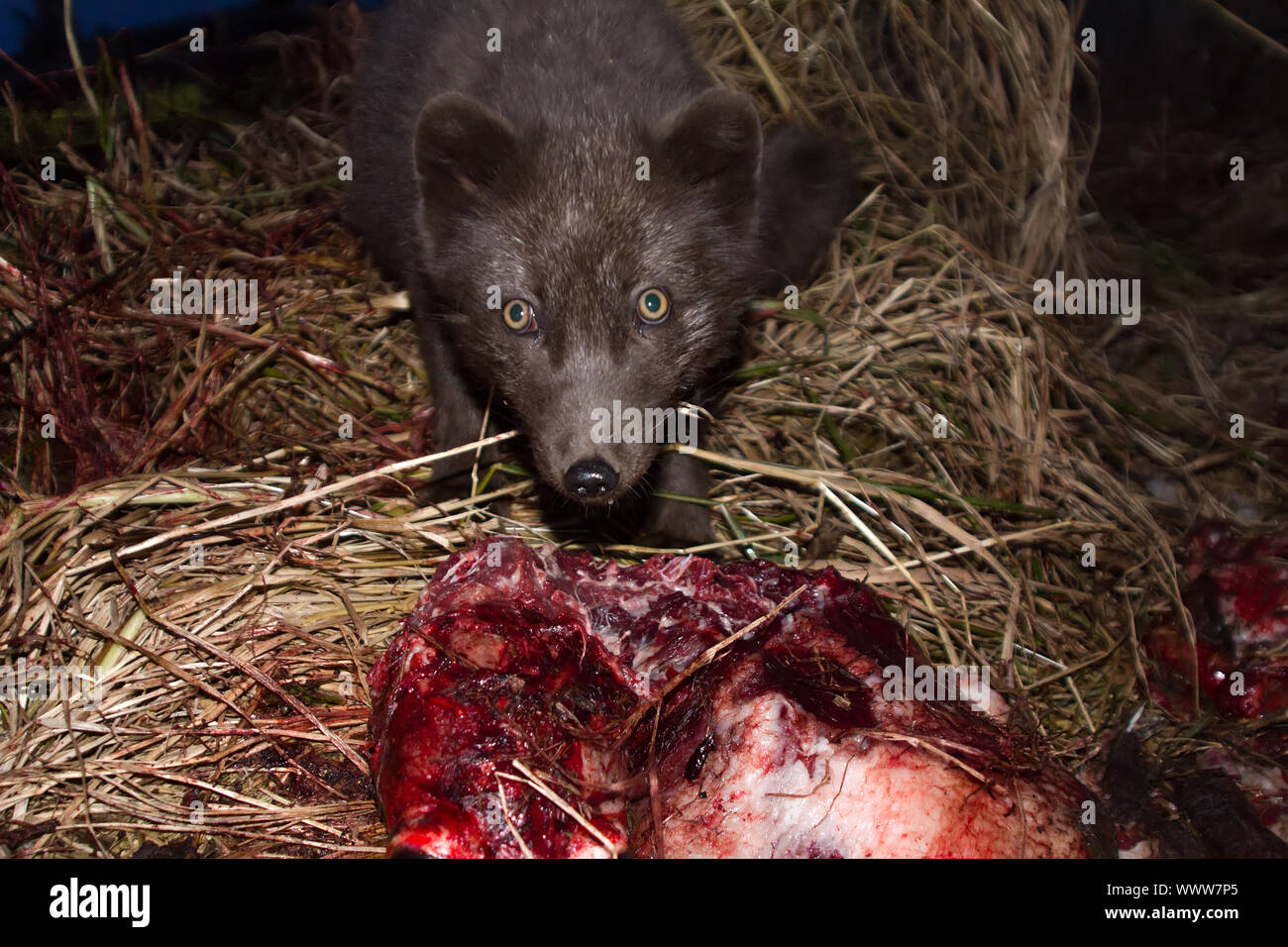 Renards bleus venir la nuit pour dévorer les carcasses de phoques Banque D'Images