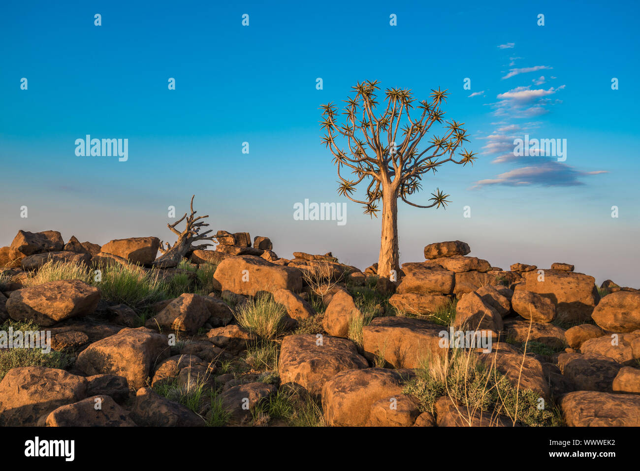 Le carquois tree, ou l'aloe dichotoma, Keetmanshoop, Namibie Banque D'Images