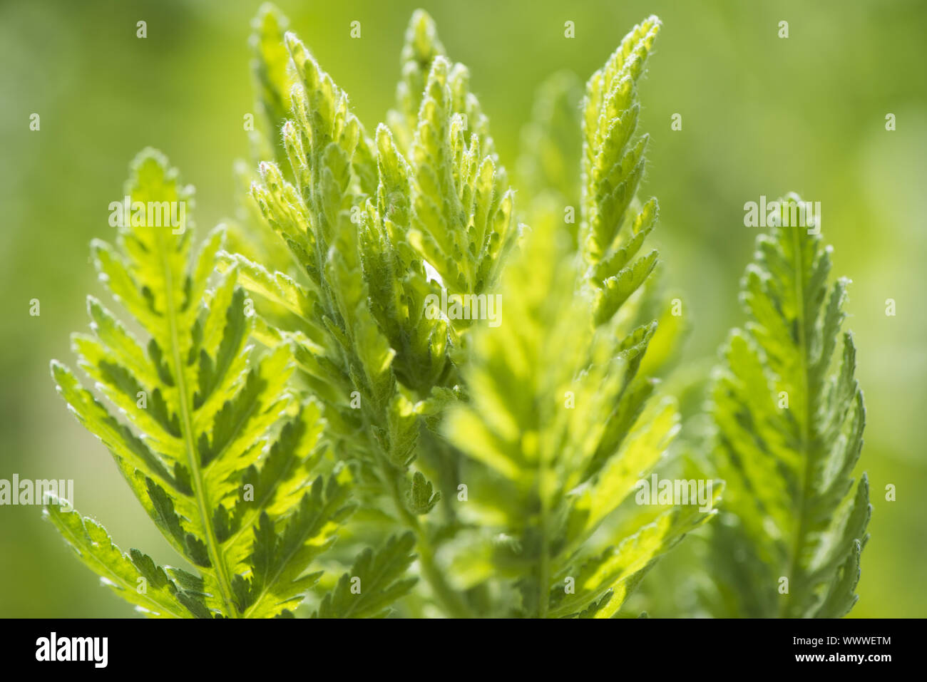 L'Achillea millefolium achillée Banque D'Images