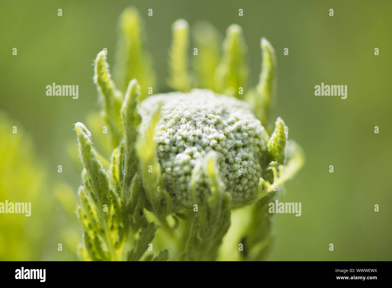 L'Achillea millefolium achillée Banque D'Images