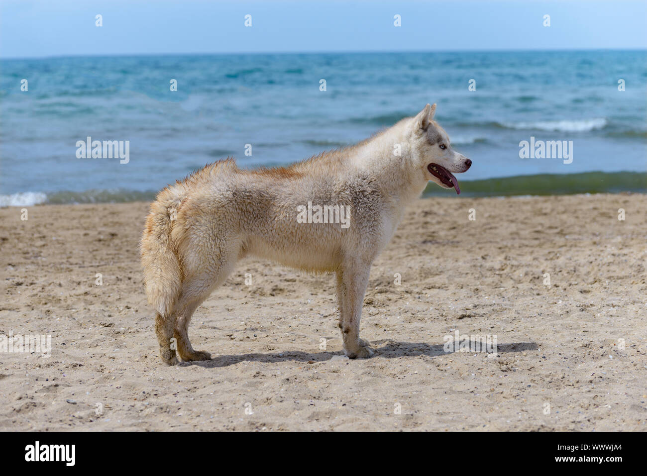 Chien de race Husky Banque D'Images
