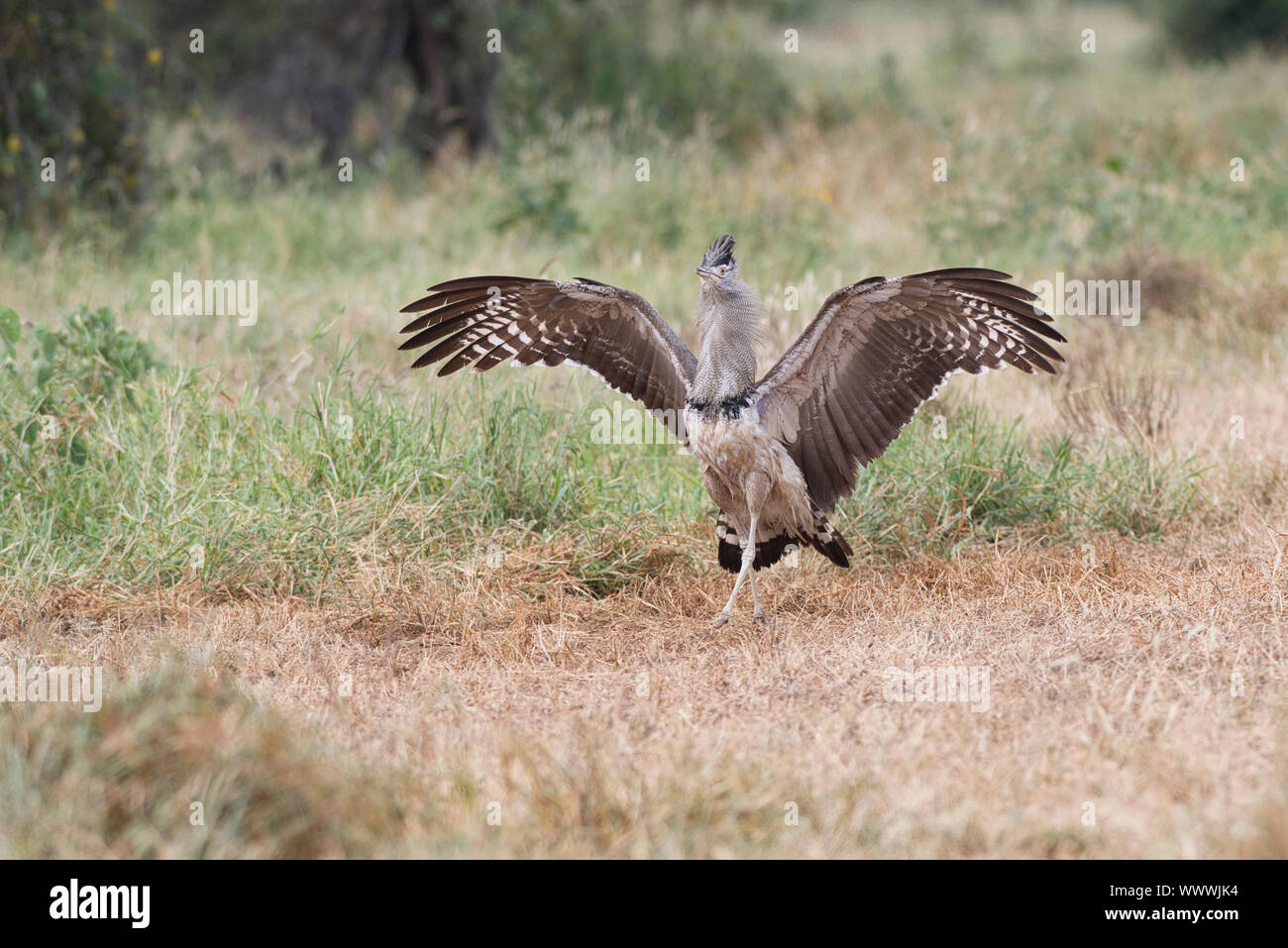 Outarde Kori (Ardeotis kori), affichage étendu avec des ailes d'oiseaux Banque D'Images