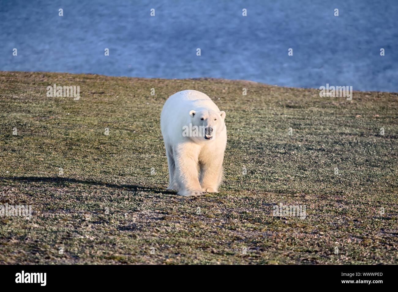 Ours Polaire Dans Le Noir Et Sans Vie Desert Arctique Photo Stock Alamy