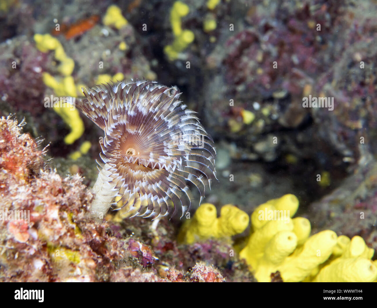 European fan worm Banque D'Images