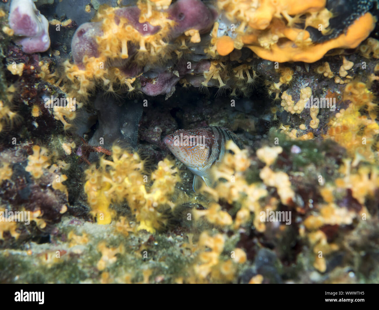 (Thorogobius peint scriba) Banque D'Images