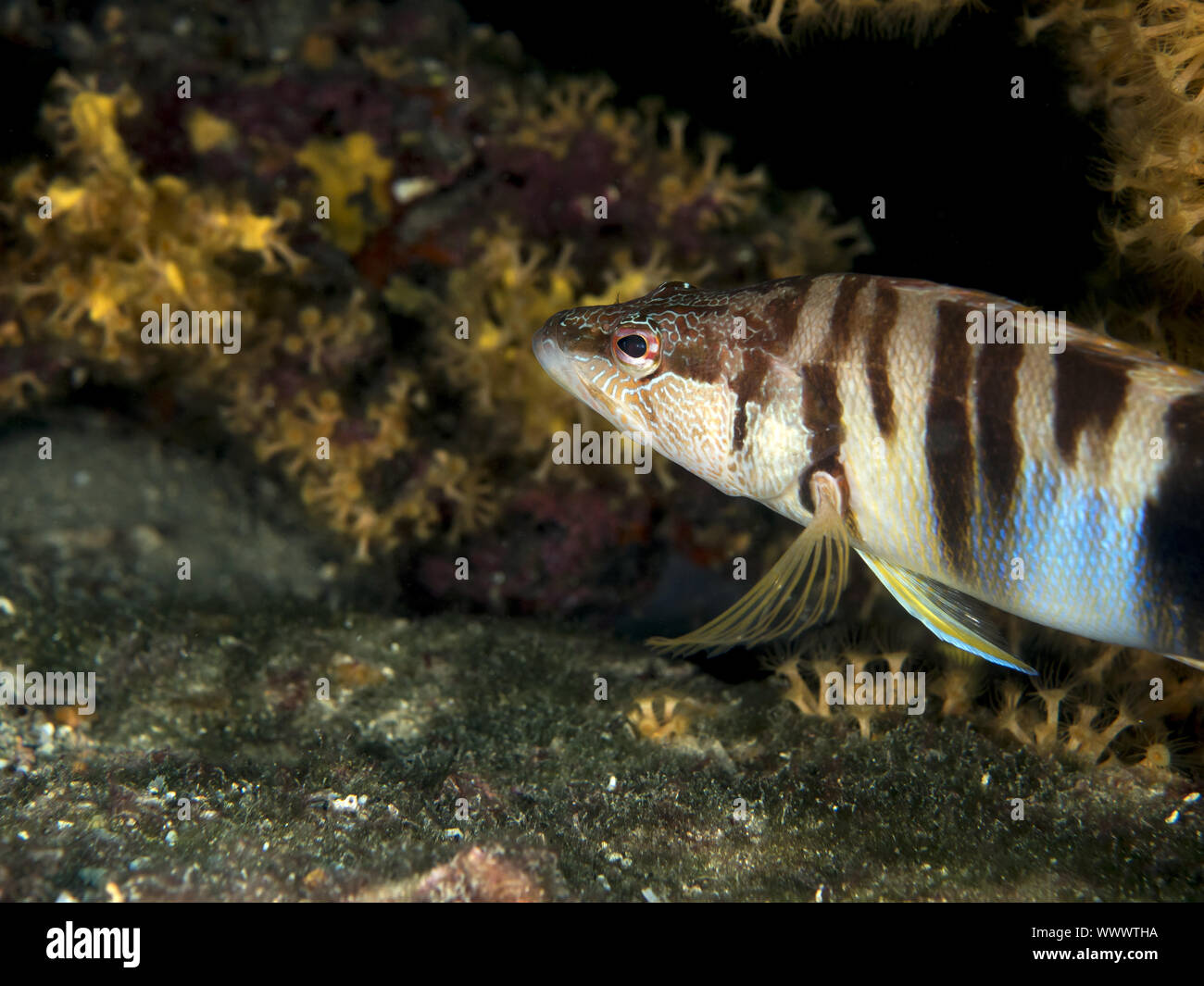(Thorogobius peint scriba) Banque D'Images
