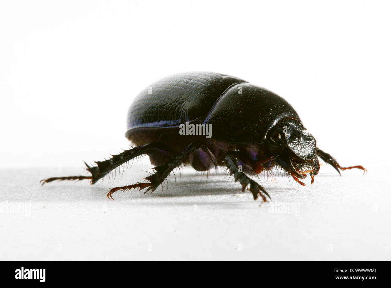 bug noir Banque D'Images