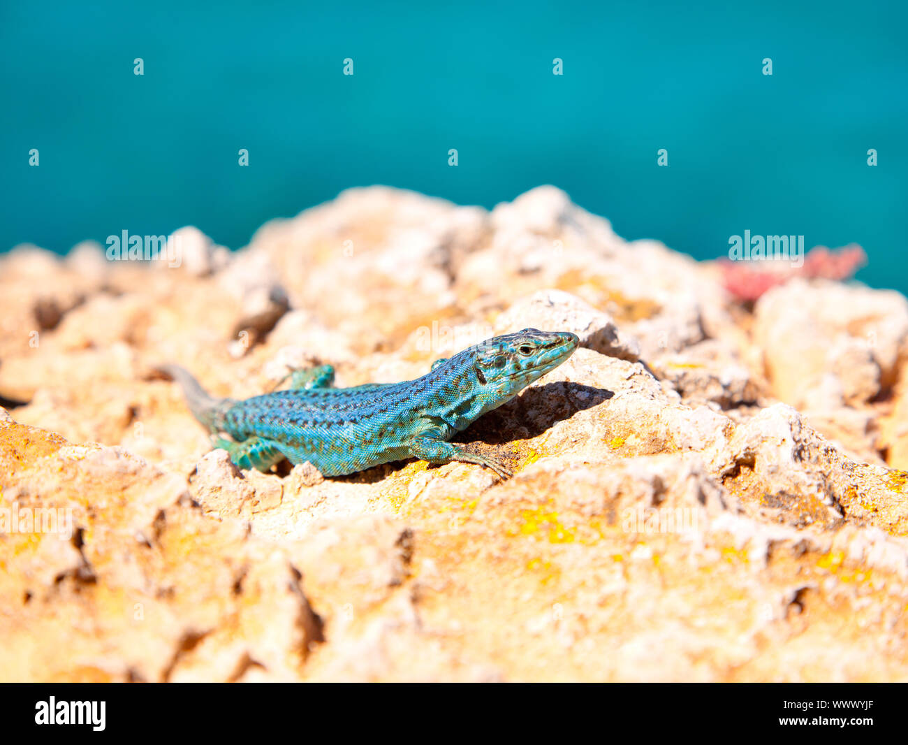 Sur fond de mer formentera lizard Podarcis pityusensis formenterae Banque D'Images