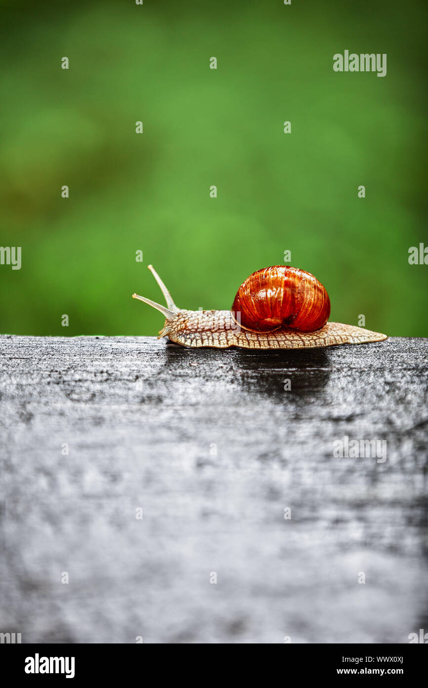 Gros escargot ramper sur une surface en bois Banque D'Images