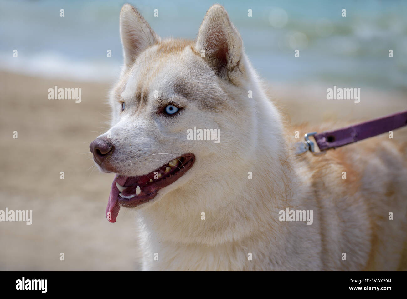 Chien de race Husky Banque D'Images