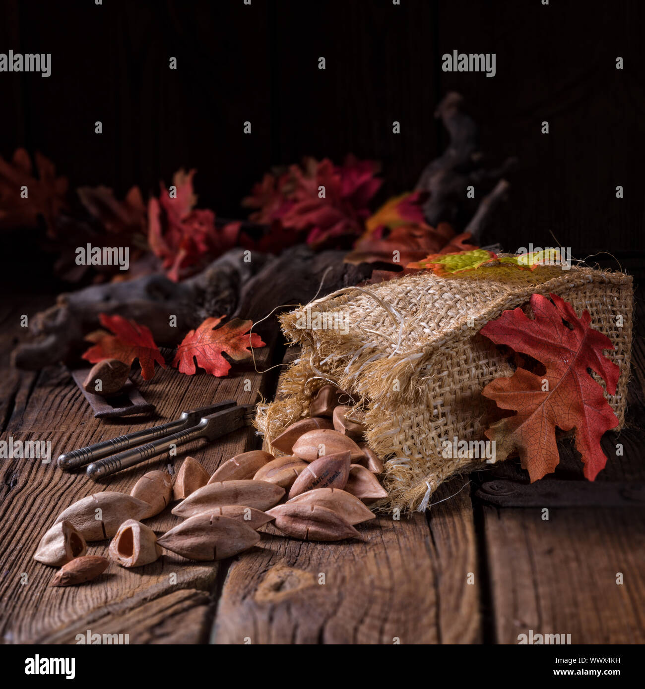 Canarium ovatum, communément appelé pili est une espèce d'arbre tropical Banque D'Images