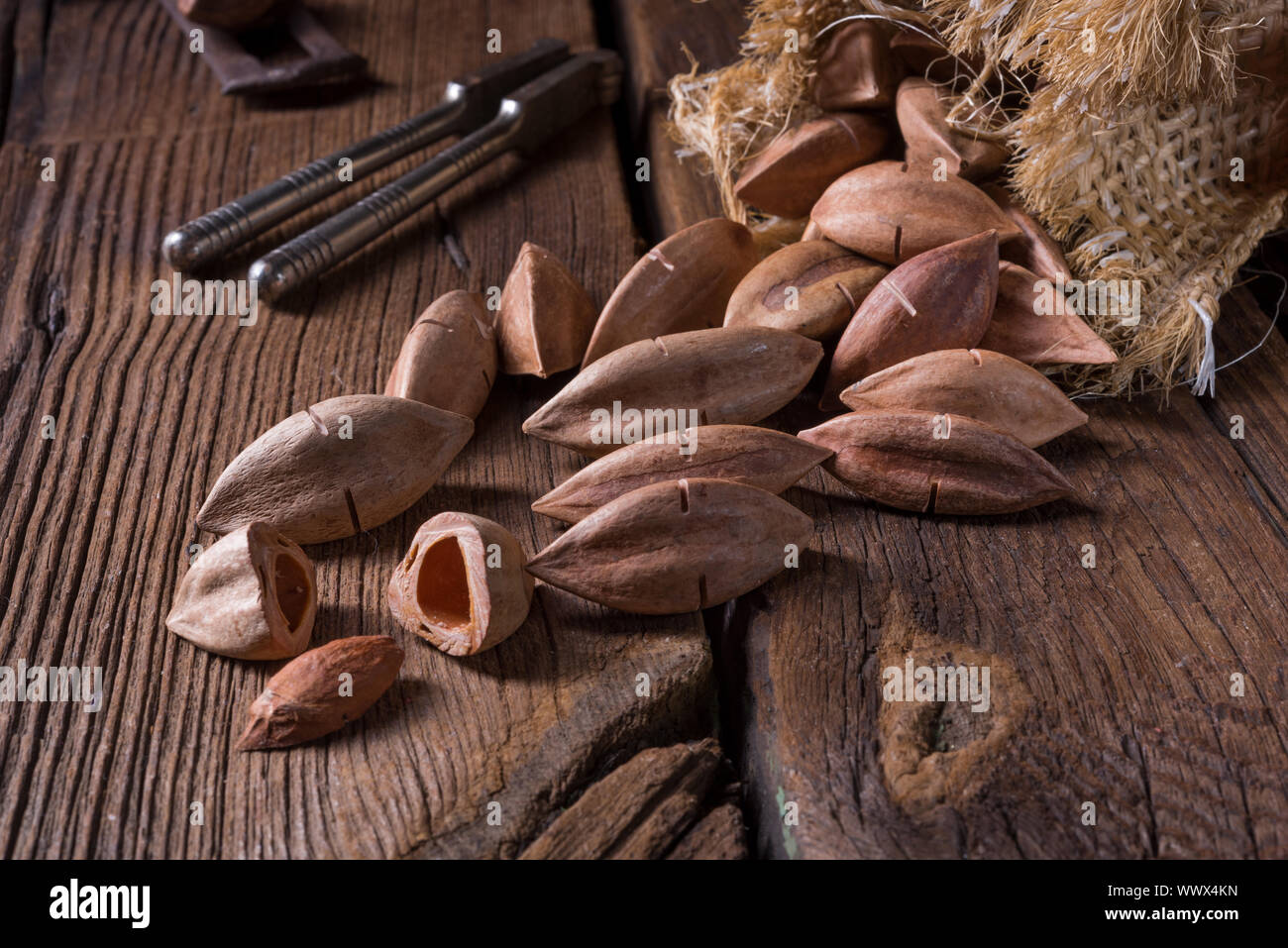 Canarium ovatum, communément appelé pili est une espèce d'arbre tropical Banque D'Images