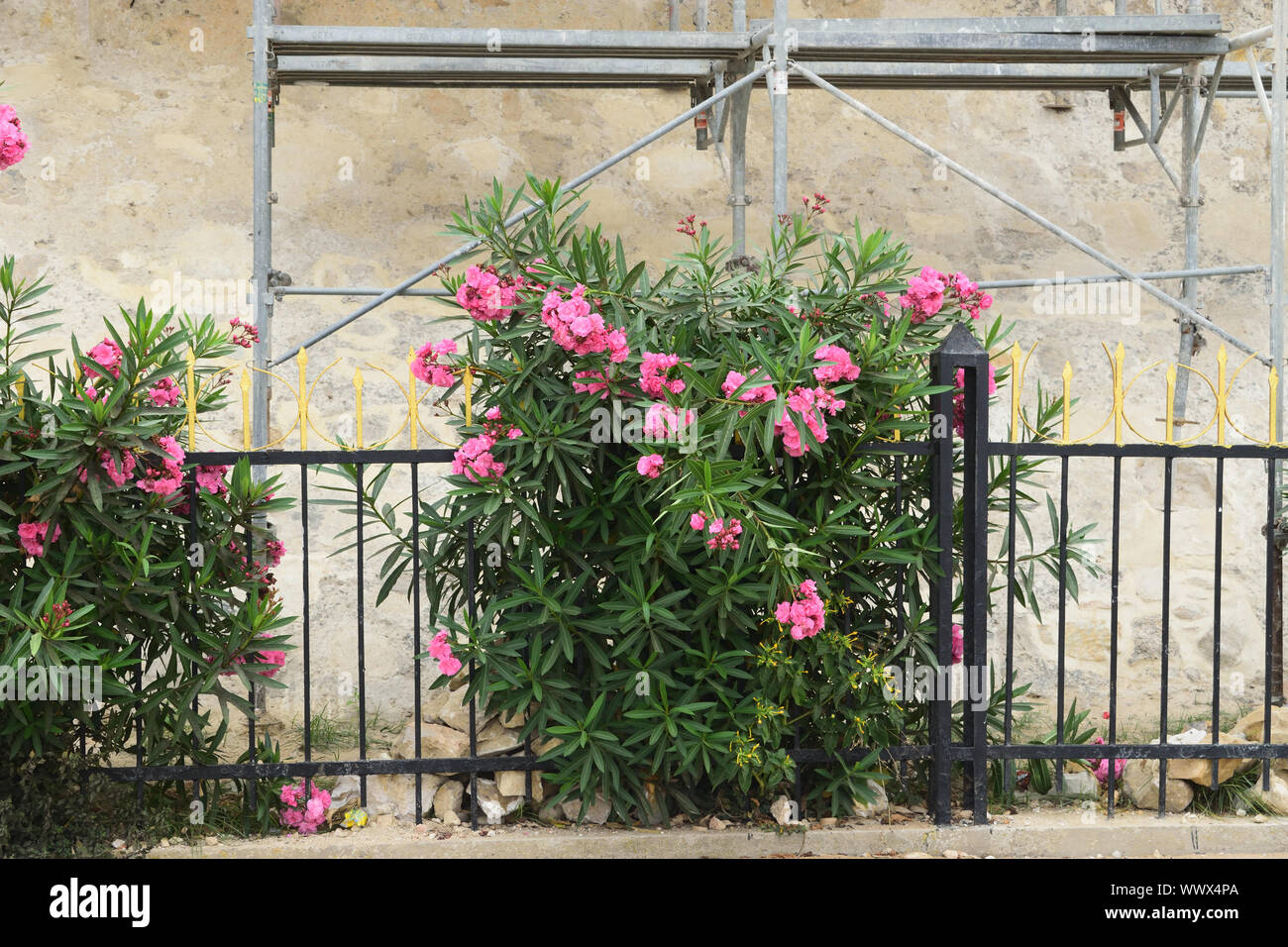 Fleurs roses en jardin Banque D'Images