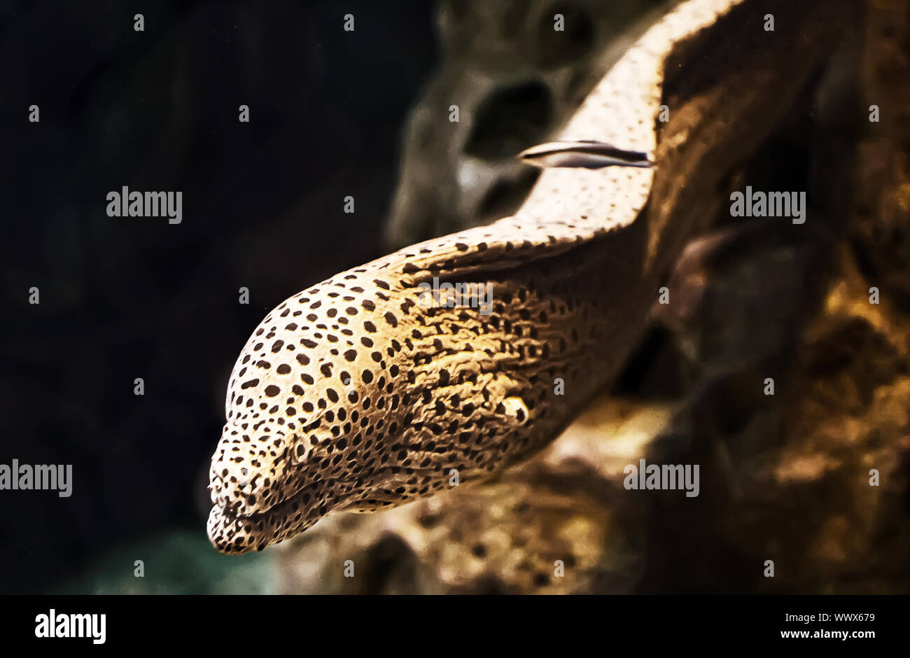 Poissons d'eau salée la murène dans l'aquarium. Banque D'Images